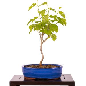 Morus alba
