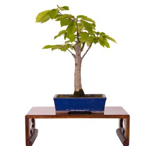 Prunus avium