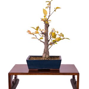 Malus floribunda