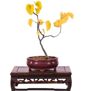 Cercis siliquastrum