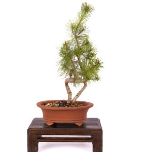 PINUS SYLVESTRIS