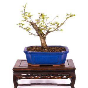 ULMUS PARVIFOLIA CORTICOSA