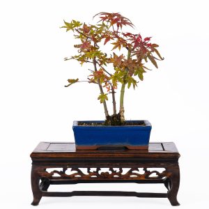 ACER DESHOJO