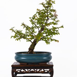 ULMUS PARVF CORTICOSA