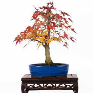 ACER BUERGERIANUM