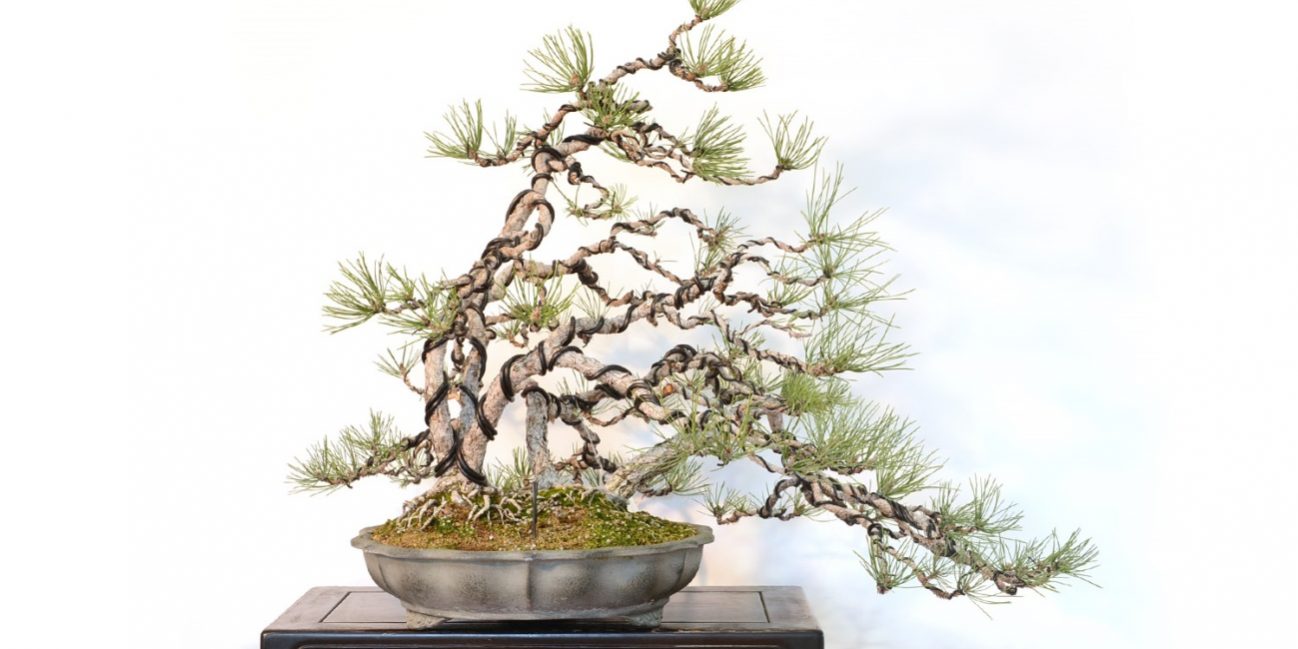 bonsai_3