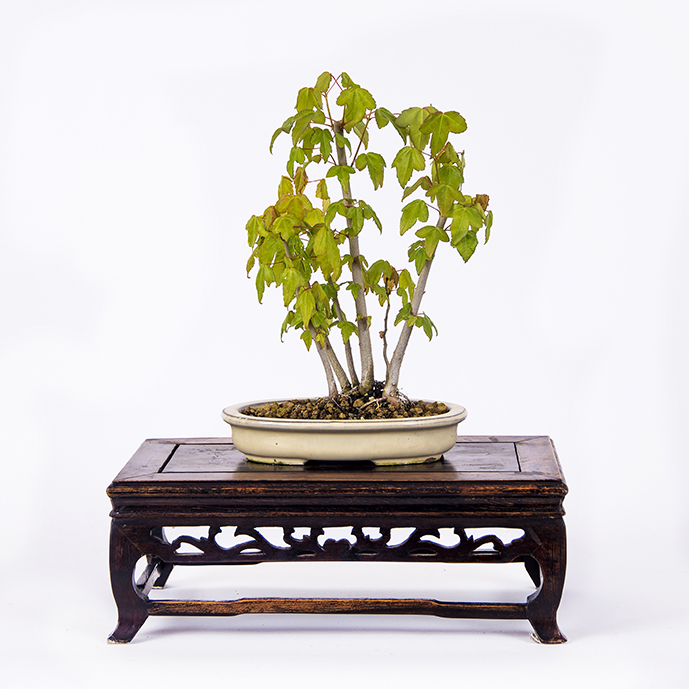 Acero Tridente (Acer Buergerianum) Pre-Bonsai 25cm - Pianta Viva Italiana
