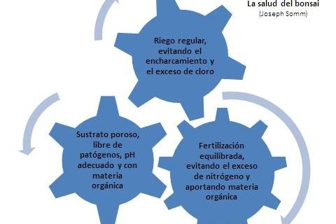 SALUD DEL BONSAI