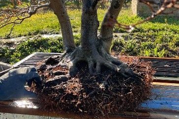 como cuidar bonsai-2 como cuidar bonsai
