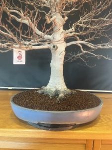 como cuidar bonsai en macet