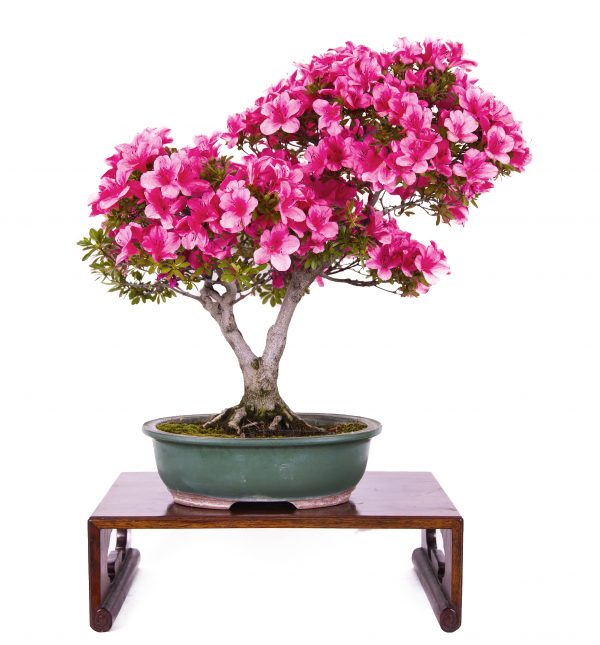 bonsai de flor y fruto - Azalea