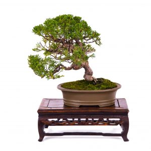 Juniperus chinensis Itoigawa