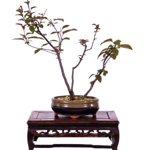 MALUS FLORIBUNDA RUBRA