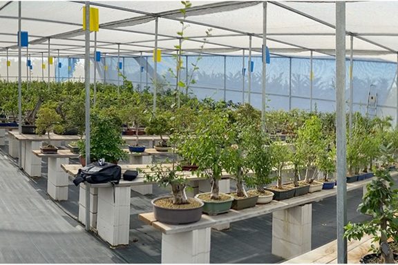 hatoen-bonsais-verano Hatoen verano