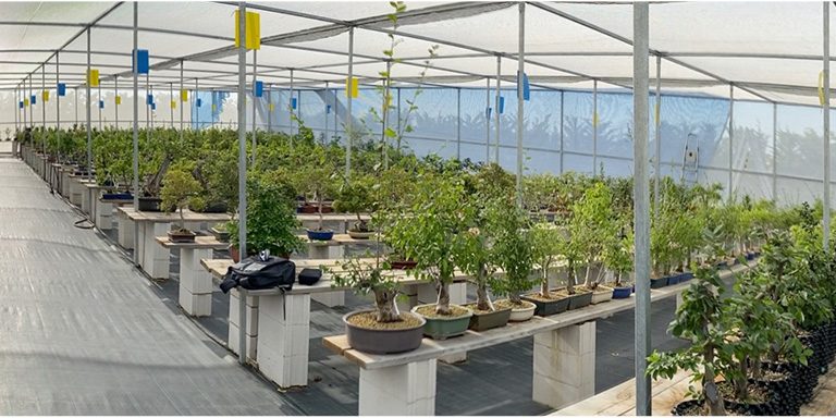 hatoen-bonsais-verano Hatoen verano