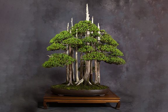 hatoen-bonsais-bosque