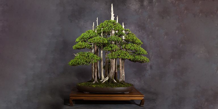 hatoen-bonsais-bosque