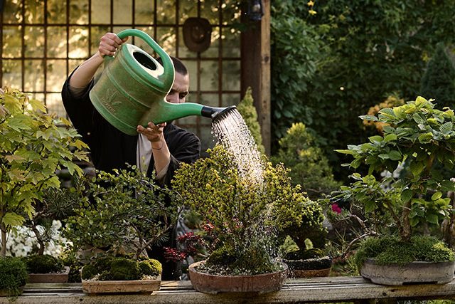 riego-bonsai-hatoen riego de bonsai