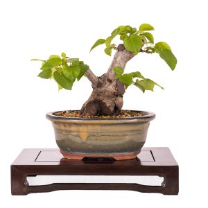 Prunus mahaleb pequeño