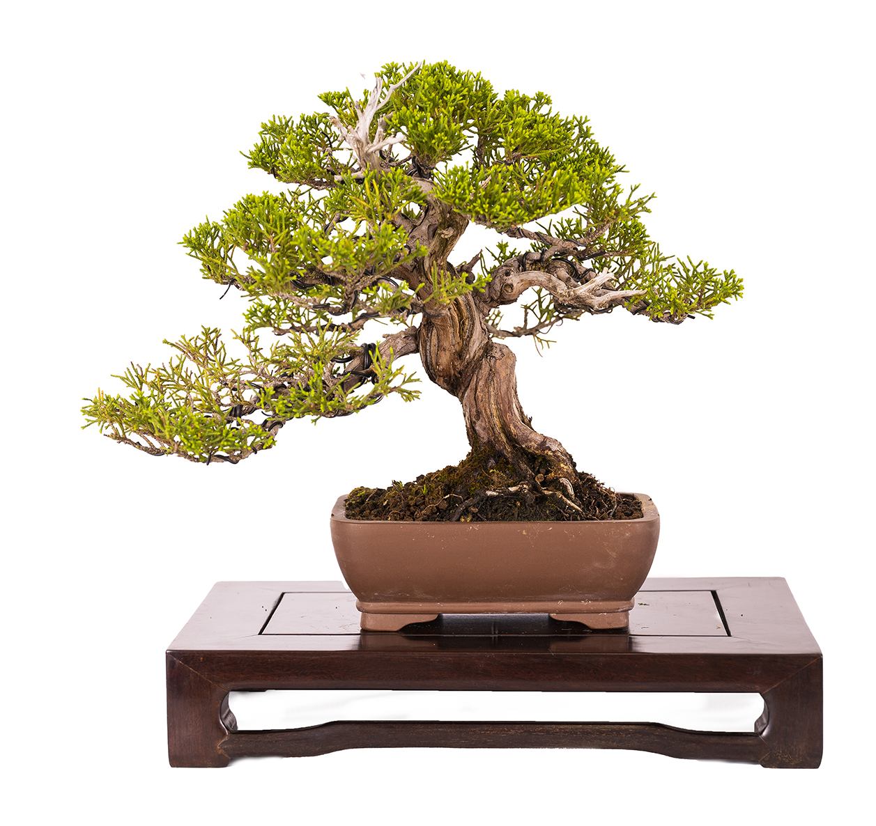 Juniperus chinensis Itoigawa