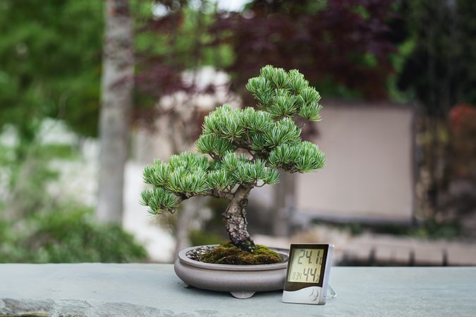 bonsai-termometro-barometro-post-950