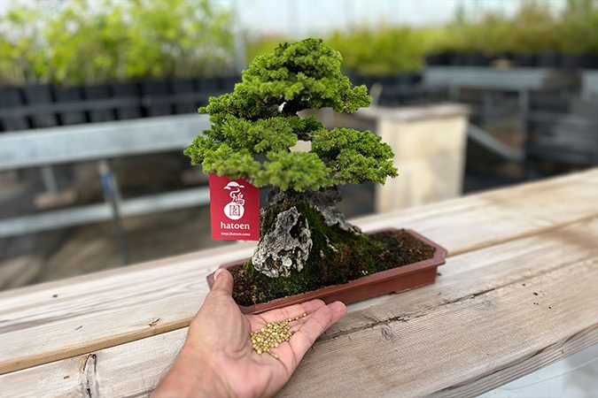 bonsai-abono-hatoen