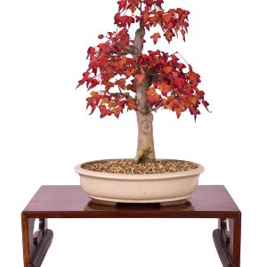Acer buergerianum