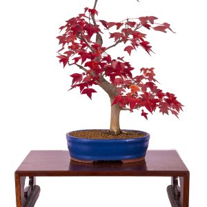 Acer buergerianum