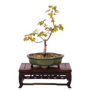 Acer monspesulanum