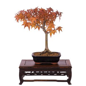 Acer palmatum