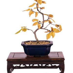 Carpinus betulus
