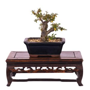 Cotoneaster horizontalis