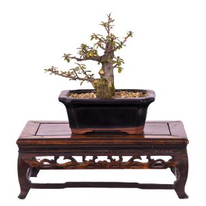 Cotoneaster horizontalis