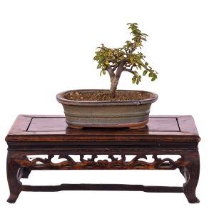 Cotoneaster horizontalis