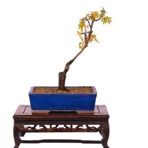 Potentilla fruticosa