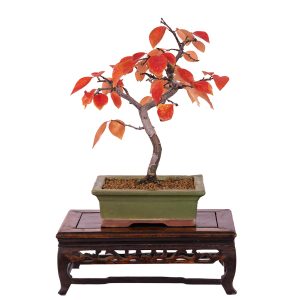 Pseudocidonia sinensis