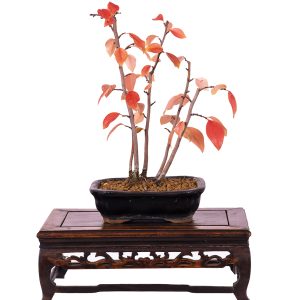 Pseudocidonia sinensis