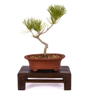 PINUS DENSIFLORA