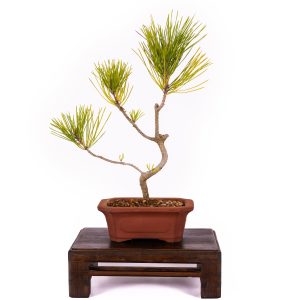 PINUS DENSIFLORA