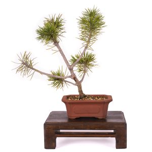 PINUS MUGO