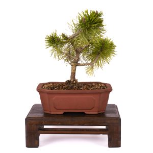 PINUS MUGO