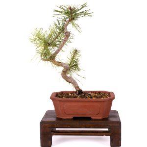 PINUS SYLVESTRIS