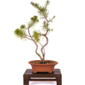 PINUS SYLVESTRIS