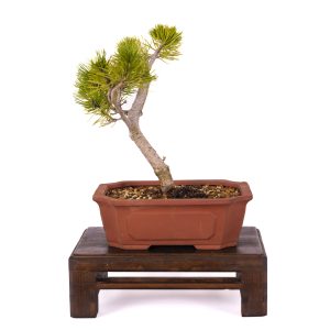 PINUS MUGO