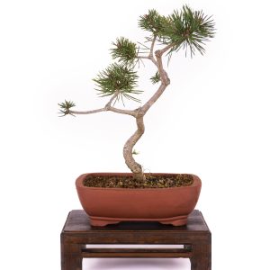 PINUS SYLVESTRIS