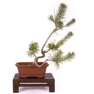 PINUS SYLVESTRIS