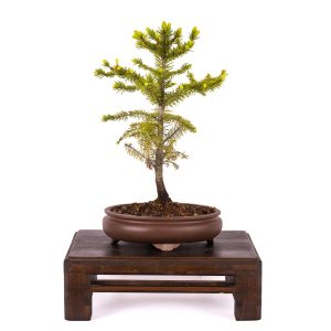 PICEA GLEHNII