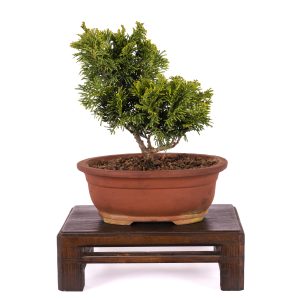 CHAMAECYPARIS OBTUSA