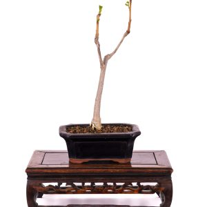 GINGKO BILOBA