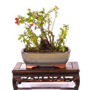 CHAENOMELES JAPONICA